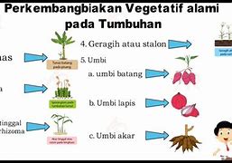 Tumbuhan Yang Dapat Berkembang Biak Dengan Cara Membentuk Stolon Adalah